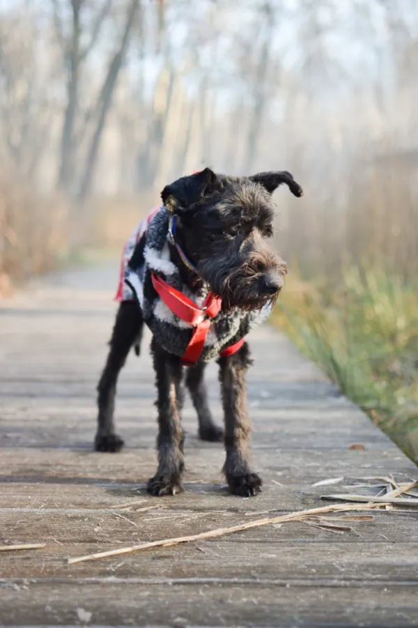 Znaleziono psa, Sosnowiec, 28 listopada 2024 (2/5)