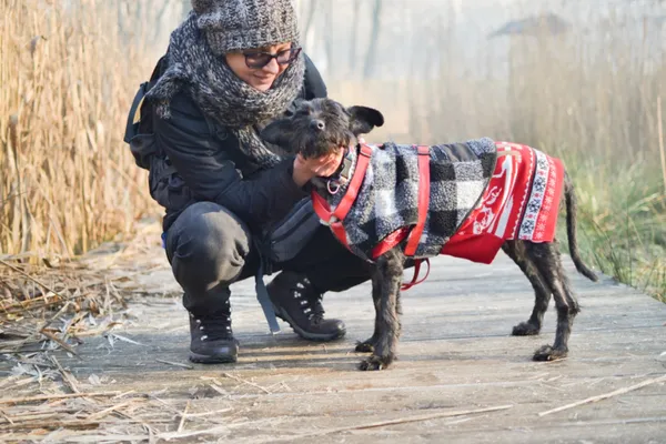 Znaleziono psa, Sosnowiec, 28 listopada 2024 (3/5)