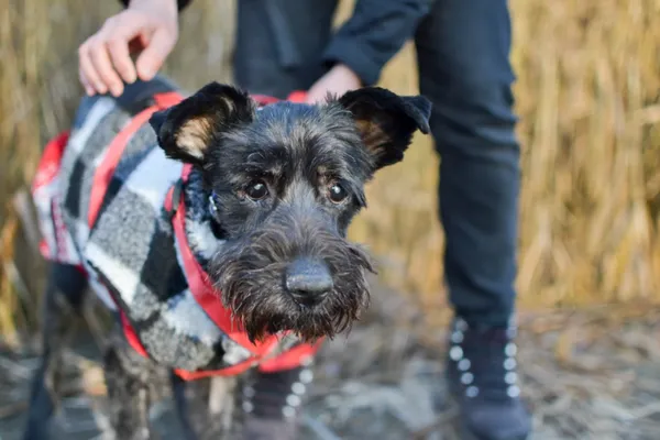 Znaleziono psa, Sosnowiec, 28 listopada 2024 (5/5)