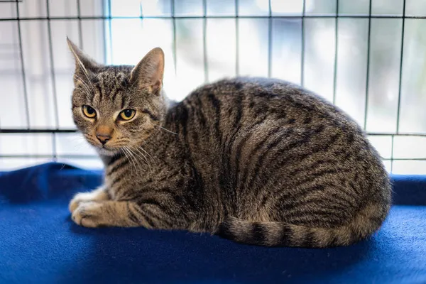 Znaleziono kota, Wałbrzych, 15 listopada 2024