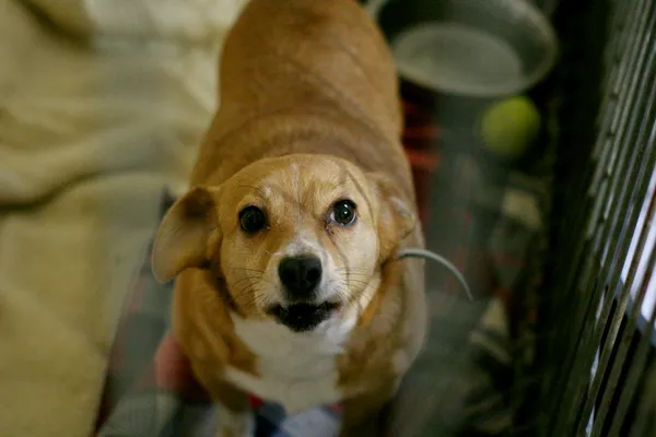 Znaleziono psa, Wałbrzych, 22 listopada 2024