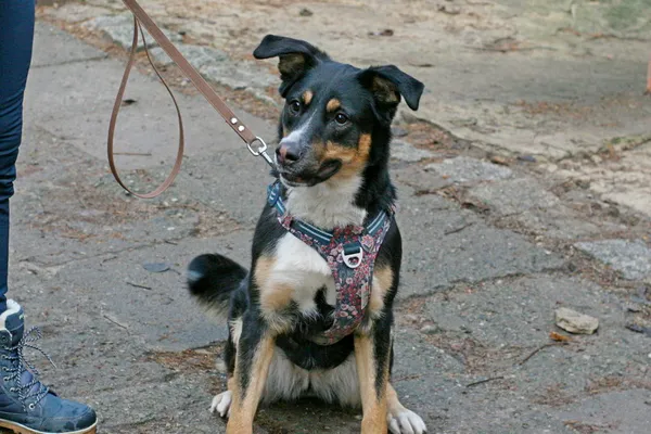 Znaleziono psa, Wałbrzych, 19 listopada 2024 (1/2)