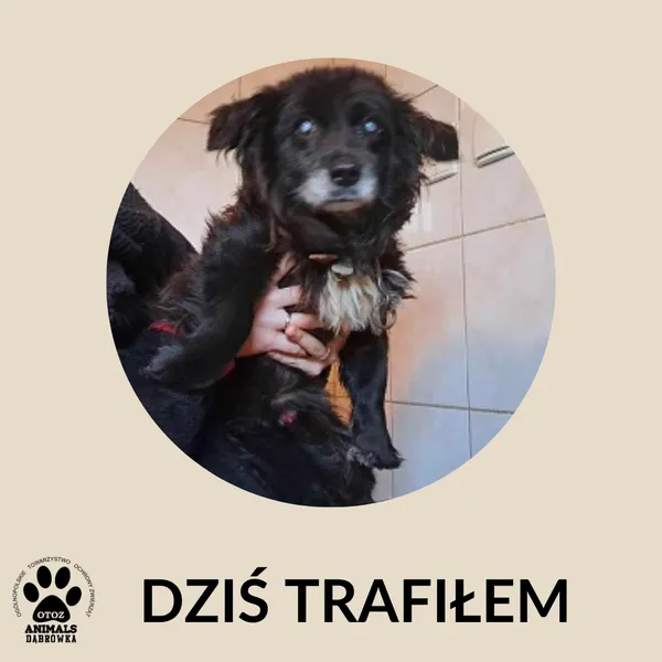 Znaleziono psa, Dąbrówka, 24 listopada 2024