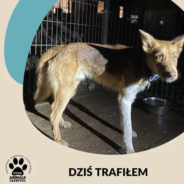 Znaleziono psa, Dąbrówka, 24 listopada 2024