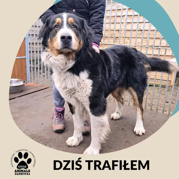 Znaleziono kota, Dąbrówka, 26 grudnia 2025