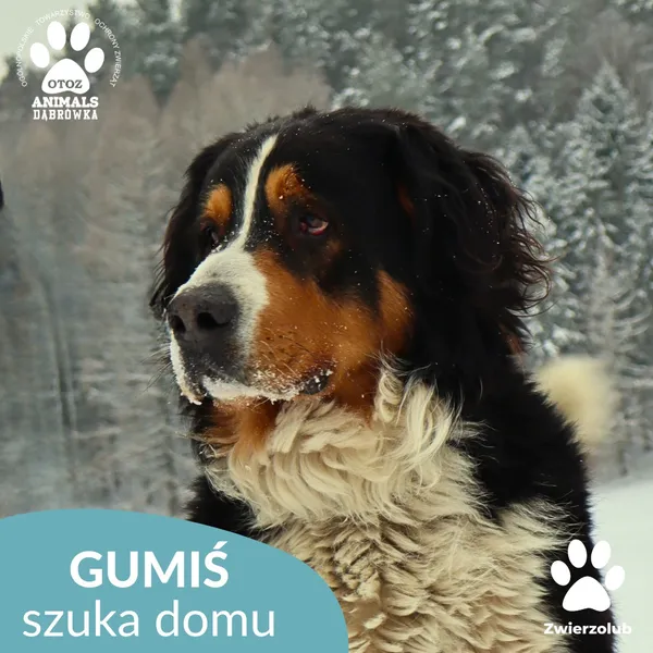 Znaleziono psa, Dąbrówka, 14 stycznia 2026 (1/4)
