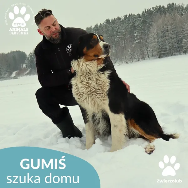 Znaleziono psa, Dąbrówka, 14 stycznia 2026 (3/4)