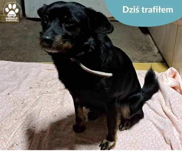 Znaleziono psa, Dąbrówka, 20 listopada 2024