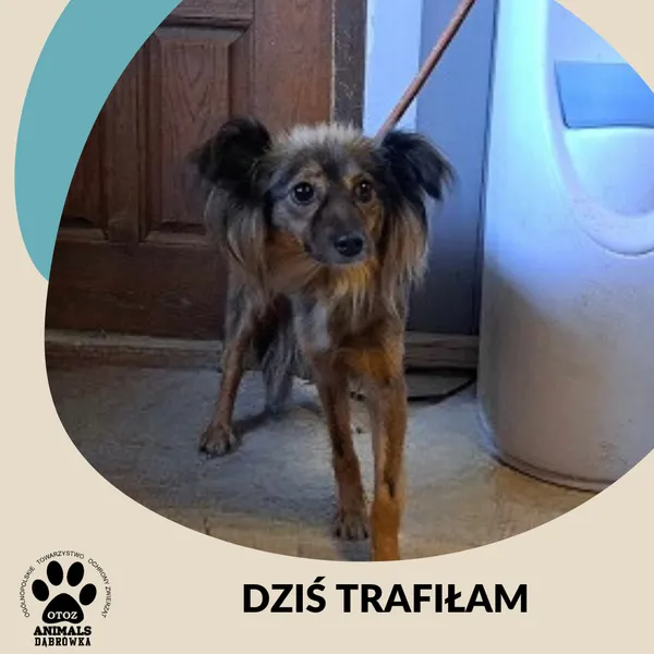 Znaleziono psa, Dąbrówka, 20 listopada 2024