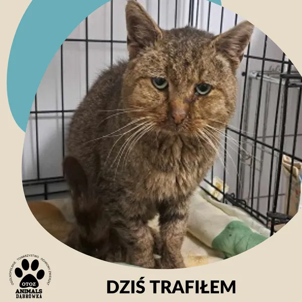 Znaleziono kota, Dąbrówka, 19 listopada 2024