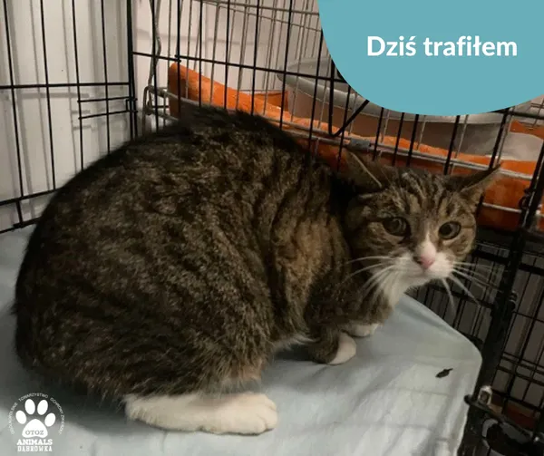 Znaleziono kota, Dąbrówka, 19 listopada 2024