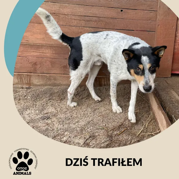 Znaleziono psa, Dąbrówka, 18 listopada 2024