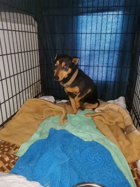 Pies do adopcji, Radom, 2 listopada 2024