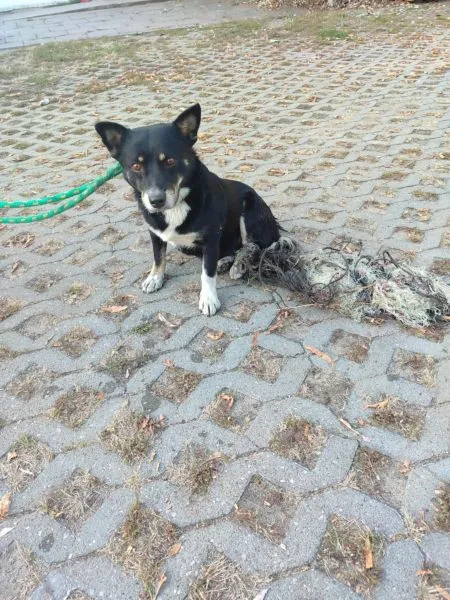 Pies do adopcji, Radom, 24 października 2024