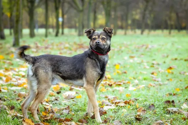 Pies do adopcji, Radom, 23 października 2024