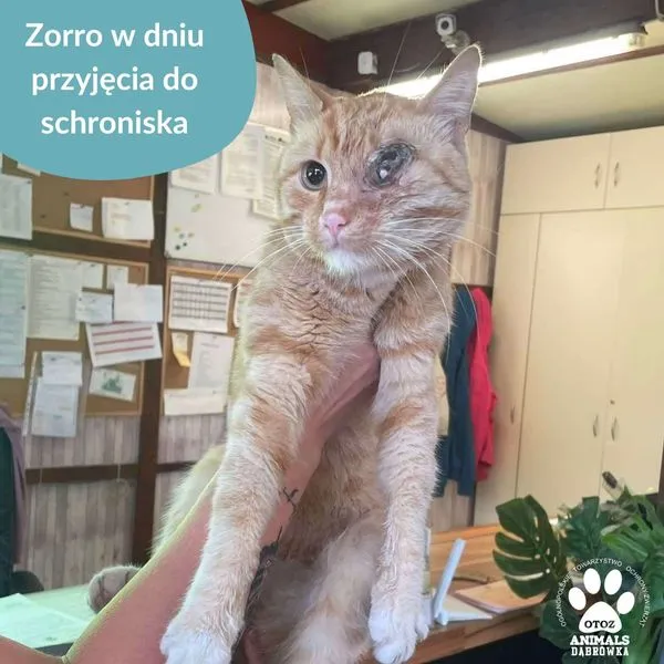 Kot do adopcji, Dąbrówka, 29 listopada 2024 (1/5)