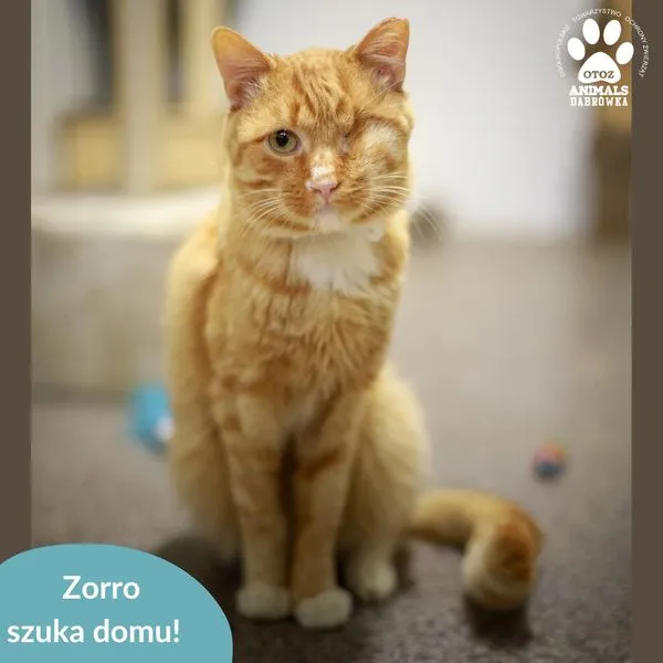 Kot do adopcji, Dąbrówka, 29 listopada 2024 (3/5)