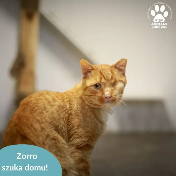 Kot do adopcji, Dąbrówka, 29 listopada 2024 (4/5)