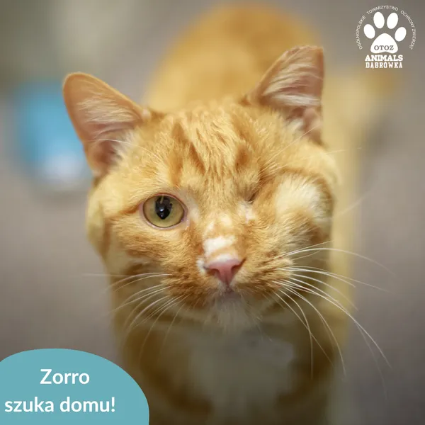 Kot do adopcji, Dąbrówka, 29 listopada 2024 (5/5)