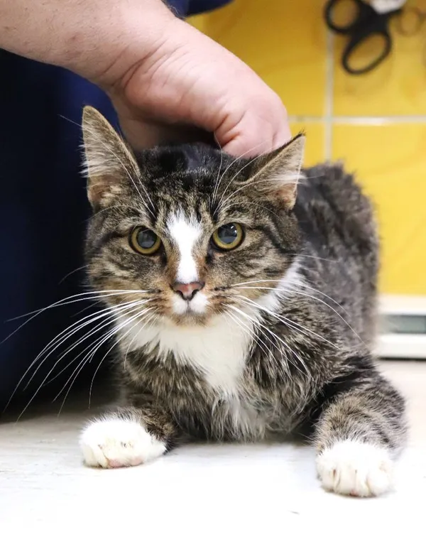 Znaleziono kota, Łódź, 29 listopada 2024 (1/2)