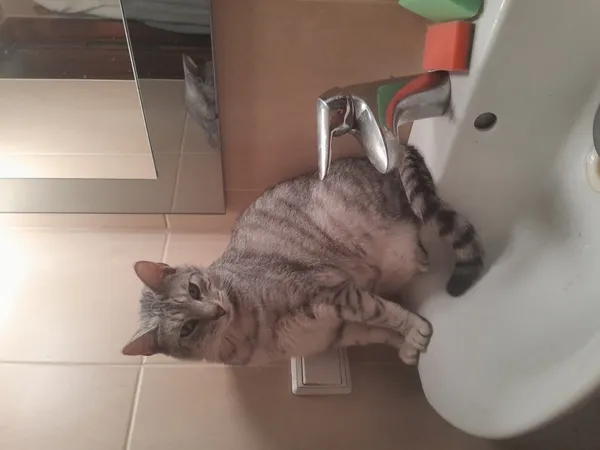 Zaginął kot, Łódź, 30 listopada 2024