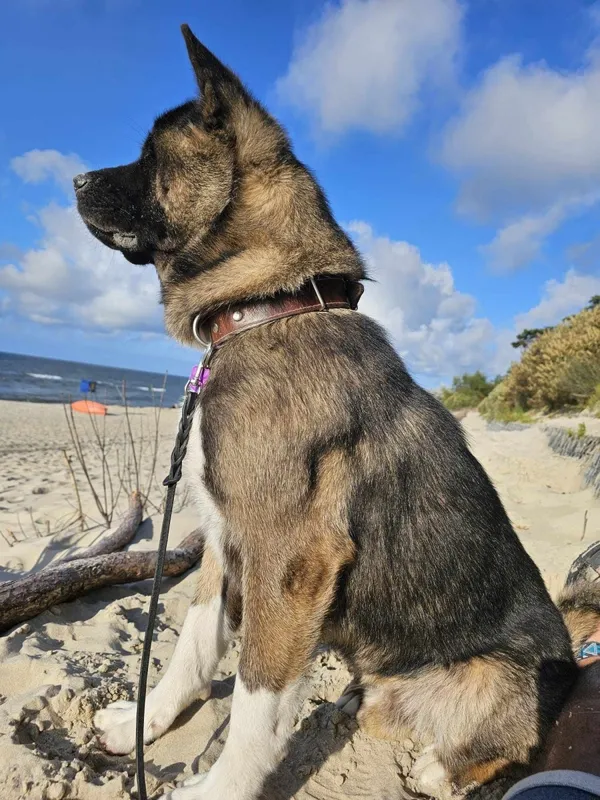 Zaginął pies, Łódź, 29 listopada 2024