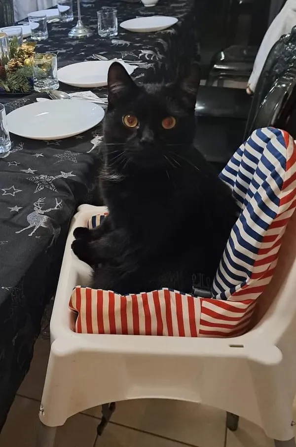 Zaginął kot, Łódź, 29 listopada 2024