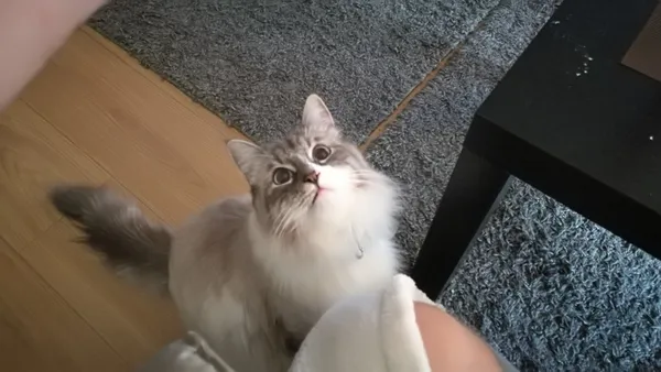 Zaginął kot, Łódź, 29 listopada 2024