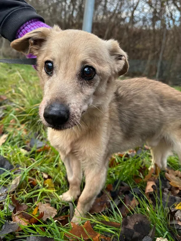 Znaleziono psa, Żywiec, 30 listopada 2024 (2/5)