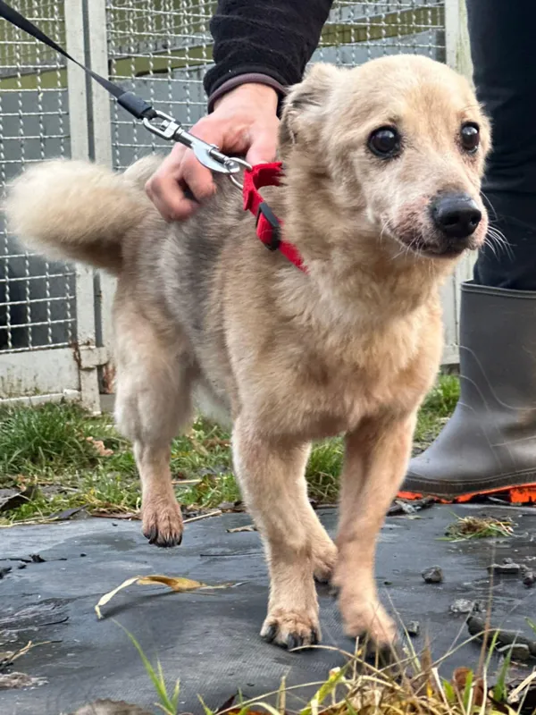 Znaleziono psa, Żywiec, 30 listopada 2024 (3/5)