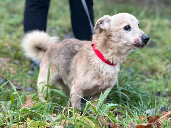 Znaleziono psa, Żywiec, 30 listopada 2024 (4/5)