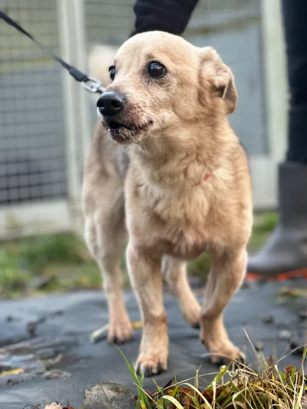 Znaleziono psa, Żywiec, 30 listopada 2024 (5/5)