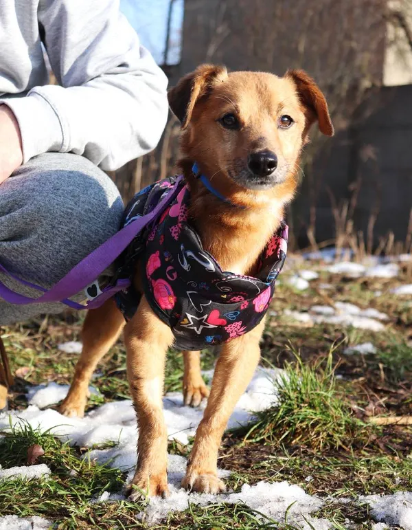 Znaleziono psa, Łódź, 29 listopada 2024 (4/5)