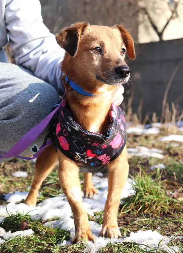 Znaleziono psa, Łódź, 29 listopada 2024 (5/5)