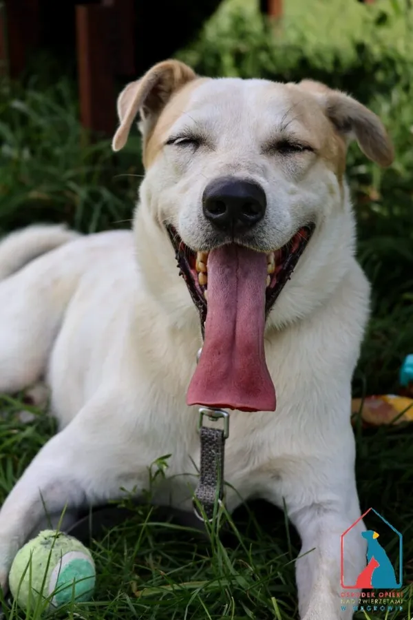 Pies do adopcji, Grudziądz, 15 września 2024 (1/5)