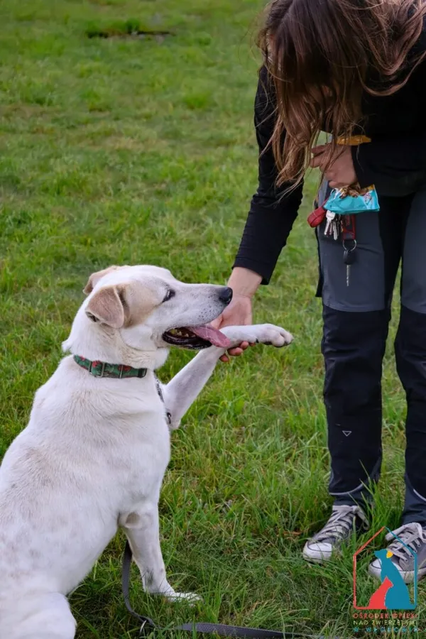 Pies do adopcji, Grudziądz, 15 września 2024 (2/5)