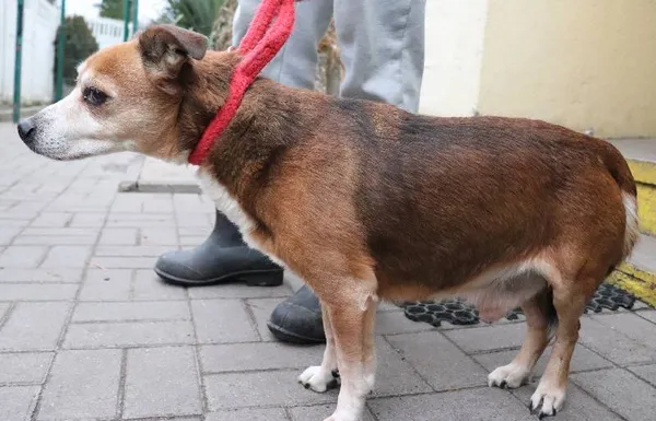 Znaleziono psa, Łódź, 2 grudnia 2024 (1/5)