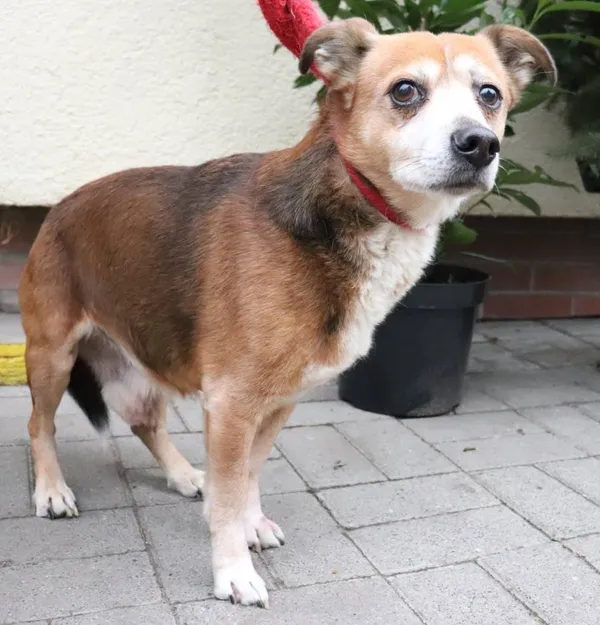 Znaleziono psa, Łódź, 2 grudnia 2024 (2/5)