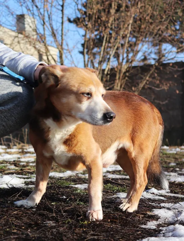 Znaleziono psa, Łódź, 2 grudnia 2024 (4/5)