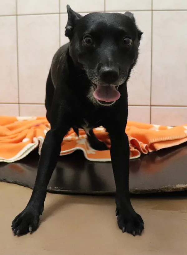 Znaleziono psa, Łódź, 1 grudnia 2024 (1/5)