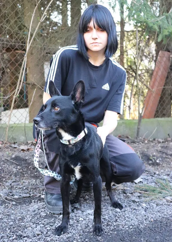 Znaleziono psa, Łódź, 1 grudnia 2024 (3/5)