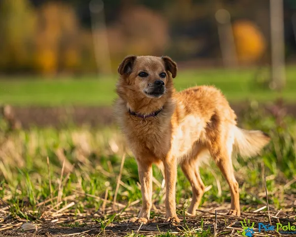 Znaleziono psa, Racławice, 1 grudnia 2024 (1/5)