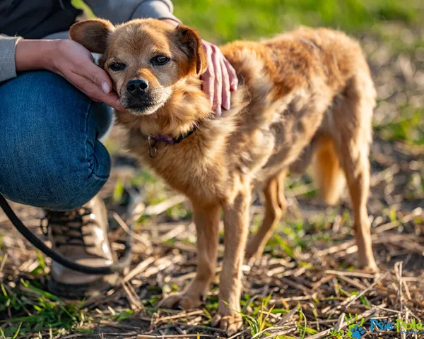 Znaleziono psa, Racławice, 1 grudnia 2024 (2/5)