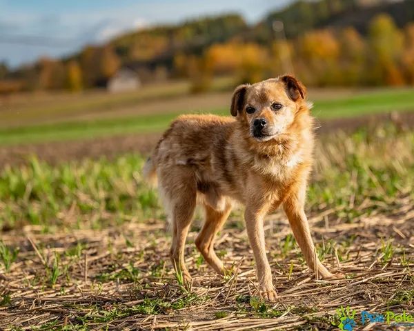 Znaleziono psa, Racławice, 1 grudnia 2024 (3/5)
