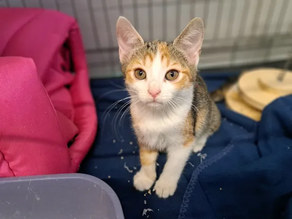 Znaleziono kota, Sosnowiec, 27 listopada 2024