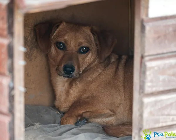 Znaleziono psa, Racławice, 3 grudnia 2024 (2/5)