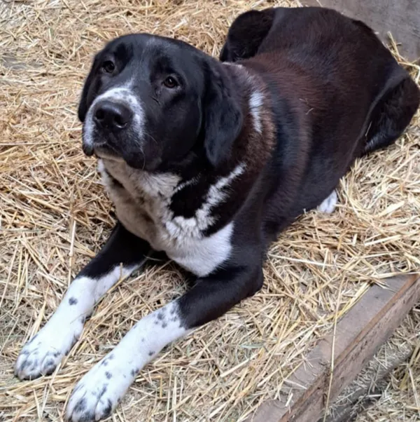 Zaginął pies, Śleszyn, 4 grudnia 2024 (1/3)