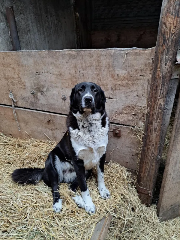 Zaginął pies, Śleszyn, 4 grudnia 2024 (2/3)