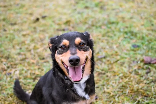 Pies do adopcji, Radom, 4 grudnia 2024 (1/5)