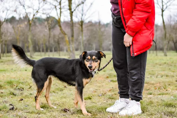 Pies do adopcji, Radom, 4 grudnia 2024 (2/5)